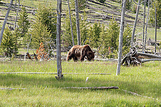 大灰熊,黄石国家公园,怀俄明,美国