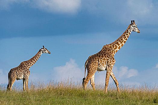 长颈鹿,坝,小动物,跑,草,马赛马拉,肯尼亚,非洲