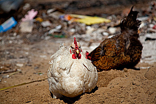 一只白色的鸡和一只咖啡色的鸡在刨土