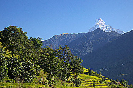 稻田,山,背景,跋涉,安娜普纳保护区,喜马拉雅山,尼泊尔