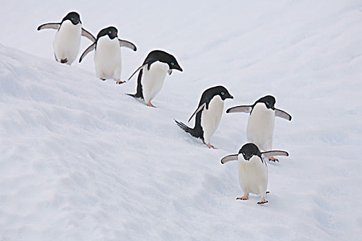阿德利企鹅,跟随,一个,企鹅,陡峭,脸,冰山