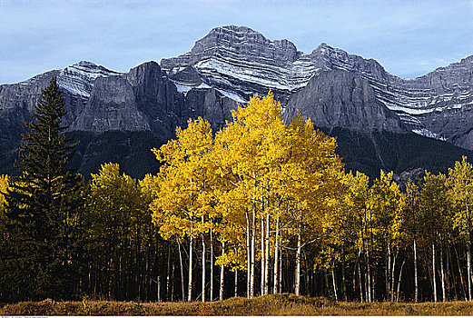 山,白杨,班芙国家公园,艾伯塔省,加拿大
