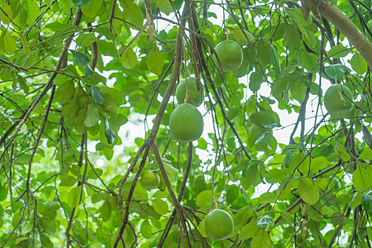 夏日青绿与果实