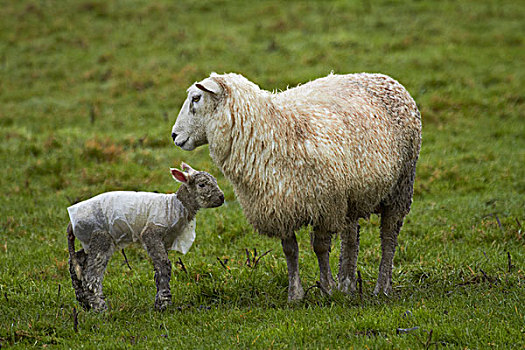 绵羊,羊羔,塑料制品,外套,靠近,奥塔哥,南岛,新西兰