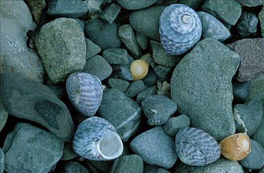 石头,蜗牛,壳,滨螺,爱尔兰