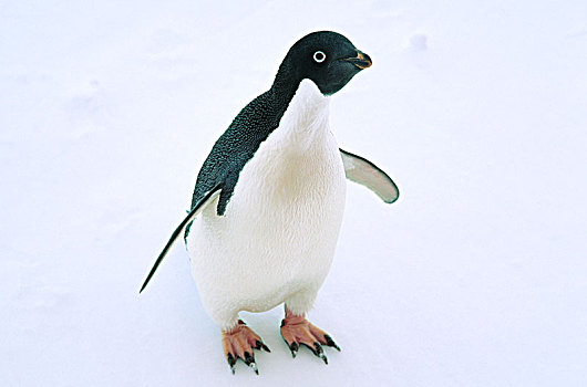 阿德利企鹅,冰