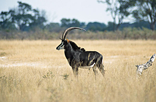 侧面,羚羊,站立,土地,万基国家公园,津巴布韦