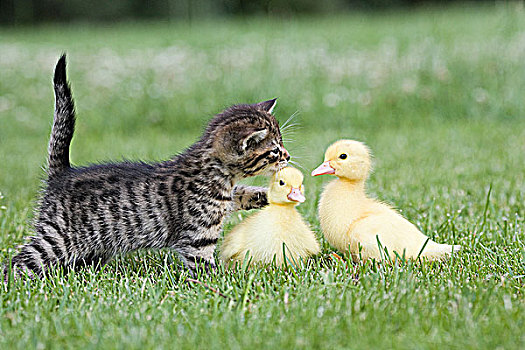 小猫,两个,小鸭子,草地