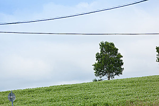 北海道夏季