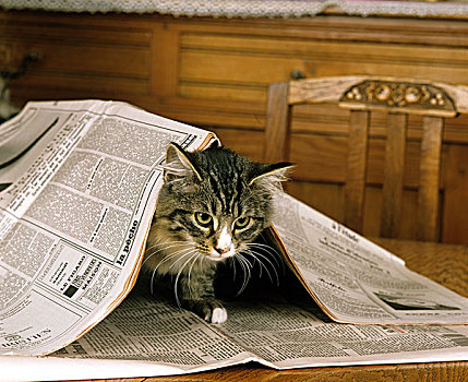 家猫,小猫,玩,报纸