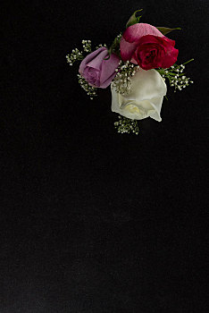 玫瑰,花,放置,黑色背景,背景