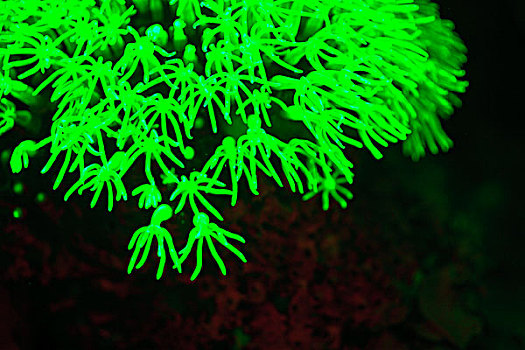 珊瑚,捕获,特别,屏障,胜地,米尔恩湾,巴布亚新几内亚