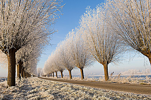 树,道路,荷兰
