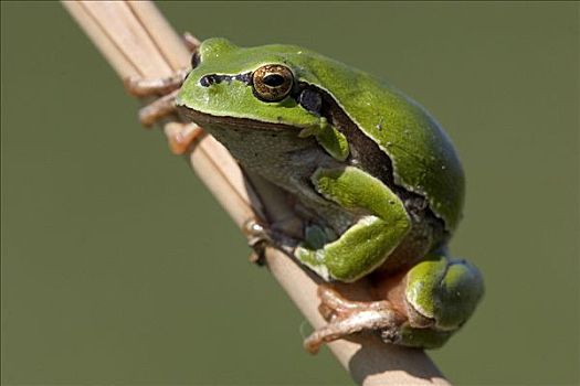 欧洲树蛙,无斑雨蛙