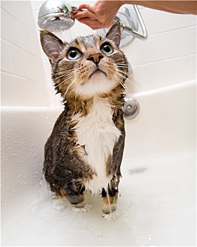 猫,淋浴