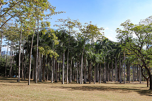 深圳莲花山公园景观