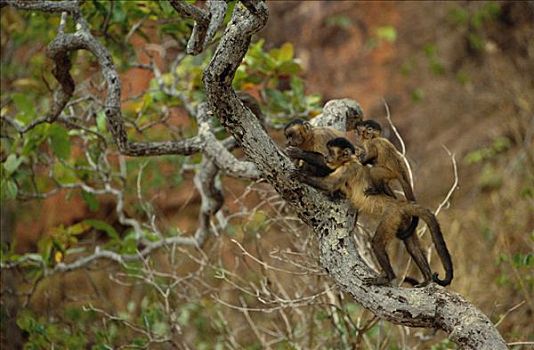 褐色,棕色卷尾猴,三个,树上,一个,缝隙,坚果,调查,栖息地,巴西