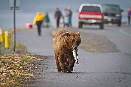 棕熊,走,街道,靠近,瓦尔德斯半岛,粉色,三文鱼,嘴,汽车,阿拉斯加,夏天