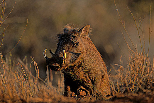 疣猪,克鲁格国家公园,南非,非洲