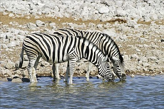 斑马,马,喝,水坑,埃托沙国家公园,纳米比亚,非洲