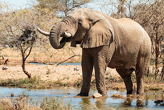 大象,雄性动物,非洲象,水坑,自然保护区,纳米比亚,非洲