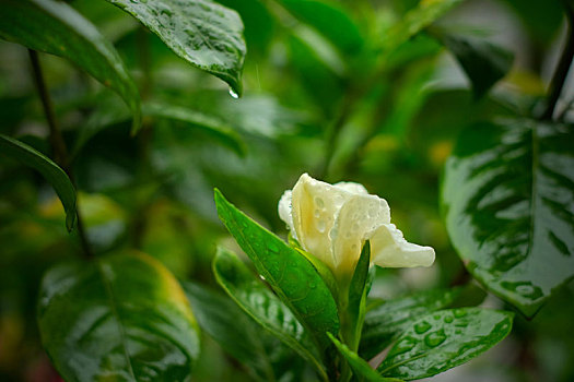 雨中的栀子花