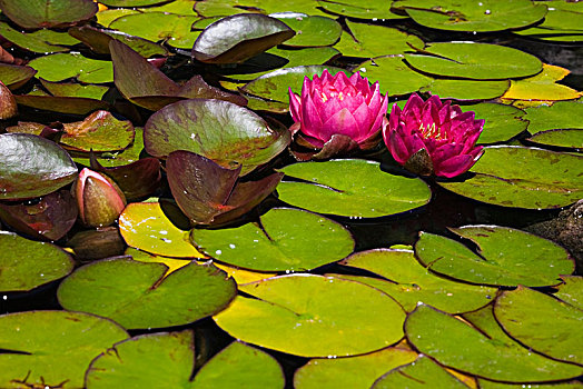 两个,粉色,荷花,睡莲属植物,表面,水塘,魁北克省,加拿大,北美