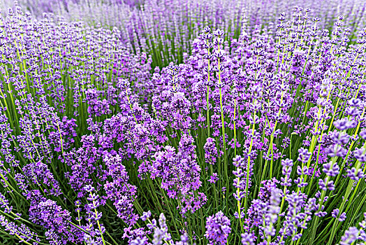 熏衣草,熏衣草园,紫色花卉,香料花卉