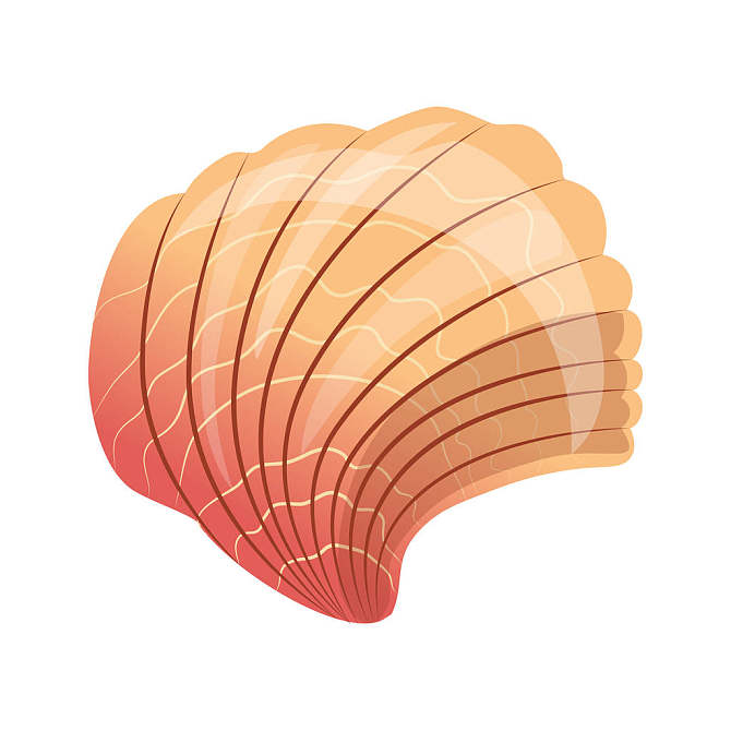 扇贝_海贝_空_壳_海洋_软体动物_彩色_卡通_插画_隔绝_白色背景_图片