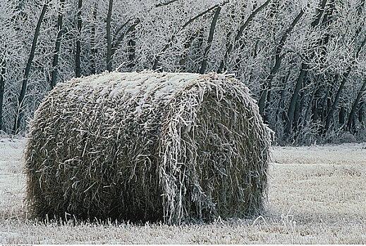 霜,干草包,地点,靠近,艾伯塔省,加拿大