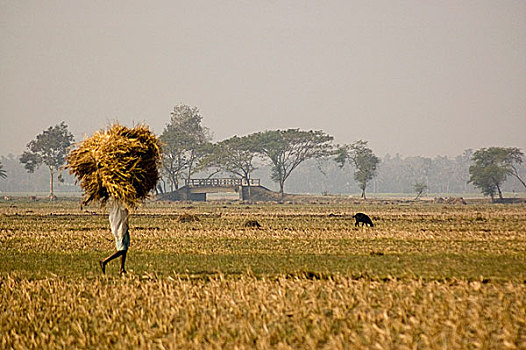 收获,季节,孟加拉,一月,2008年