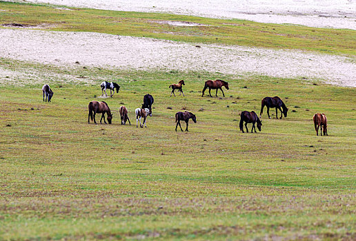 内蒙古乌兰布统乡秋季草原上的牧群