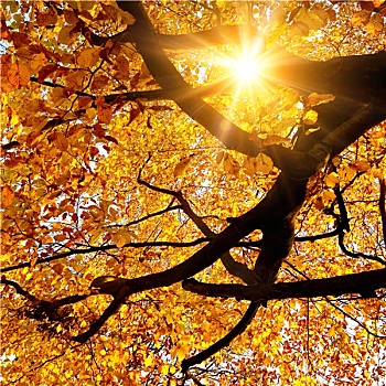 太阳,树,秋季
