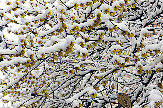 雪中的老腊梅树