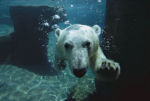 北极熊,北极