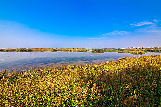 沙湖湿地景观