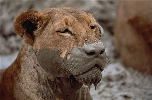 非洲狮,狮子,雌性,泥,脸,塞伦盖蒂国家公园,坦桑尼亚