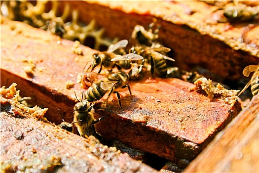 特写,工作,蜜蜂,蜂窝