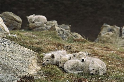 北极狼,狼,幼仔,睡觉,艾利斯摩尔岛,加拿大