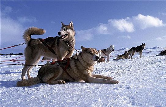 狗拉雪橇,雪撬,极限运动,冬天,雪,动物