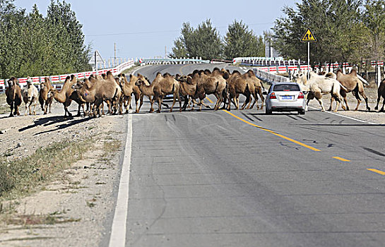 前往牧区的骆驼群横穿公路,新疆