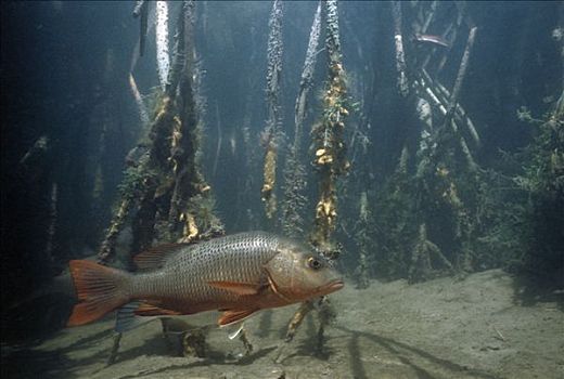 鱼,游动,红树,科特兹海,北下加利福尼亚州,墨西哥