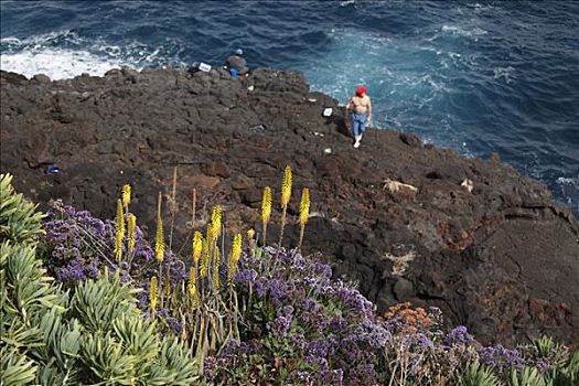花,植物,高处,岩石海岸,靠近,帕尔玛,加纳利群岛,西班牙