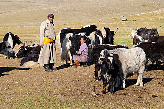 亚洲,蒙古,山,牧人,挤奶,牦牛,使用,只有