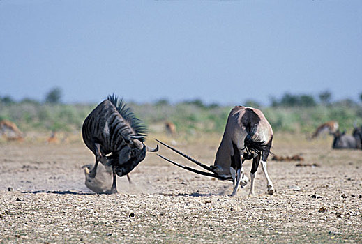 非洲,纳米比亚,埃托沙国家公园,南非大羚羊,羚羊,争斗,角马,水边,洞