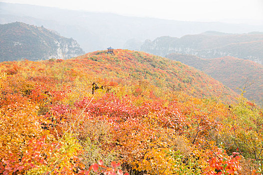 靳家岭秋色