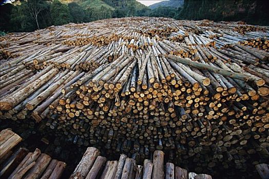 橡胶树,桉树,一堆,木材,切削,种植园,英亩,树林,巴西,最大,纸,大西洋