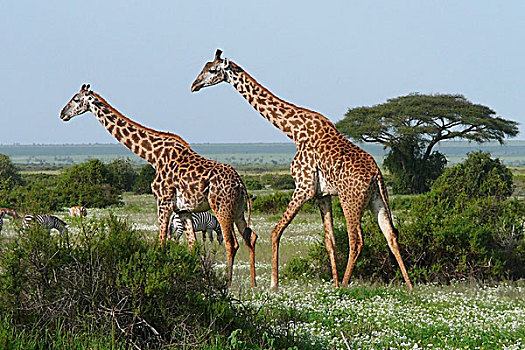 两个,长颈鹿,非洲,大草原
