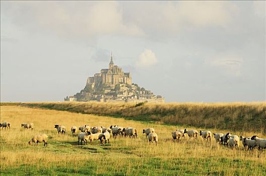 绵羊,地点,靠近,诺曼底,法国
