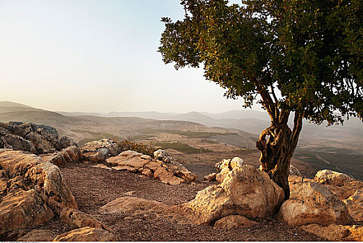 孤木,远眺,乡村,以色列